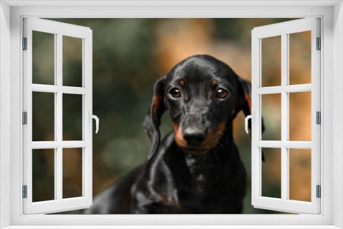 Fototapeta Naklejka Na Ścianę Okno 3D - Close up portrate of black dachshund