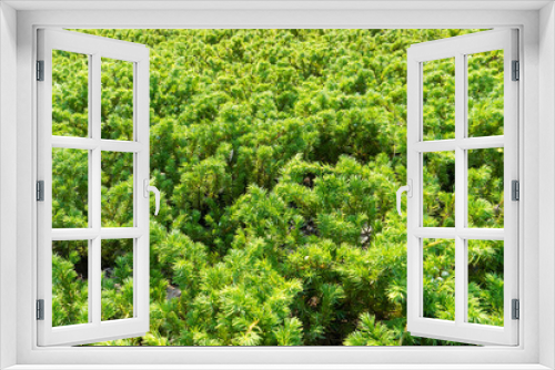 Fototapeta Naklejka Na Ścianę Okno 3D - Juniperus conferta var. maritima