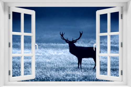 Fototapeta Naklejka Na Ścianę Okno 3D - Red deer stag in the blue night light