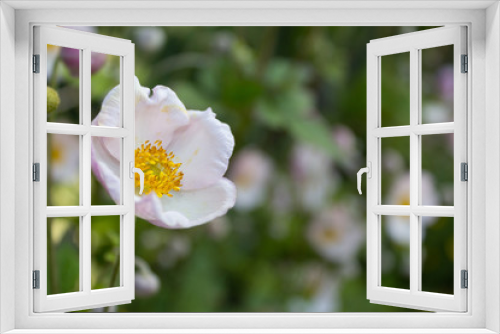 Fototapeta Naklejka Na Ścianę Okno 3D - white flowers , white blossom, summer