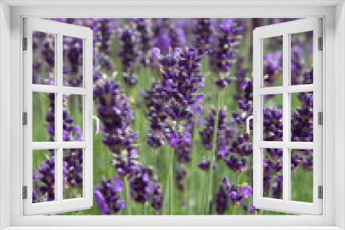 Fototapeta Naklejka Na Ścianę Okno 3D - Lavender