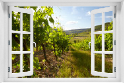 Fototapeta Naklejka Na Ścianę Okno 3D - Sunset in a vineyard in Italy