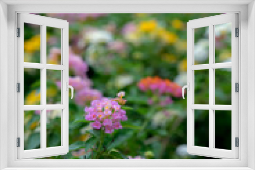 Fototapeta Naklejka Na Ścianę Okno 3D -  Lantana flower