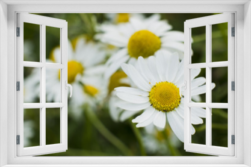 Fototapeta Naklejka Na Ścianę Okno 3D - Chamomile flowers.