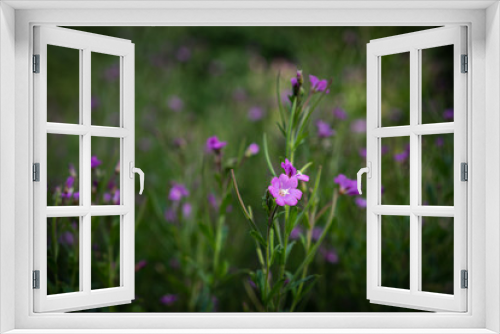 Fototapeta Naklejka Na Ścianę Okno 3D - Violette Blüte in Nahaufnahme