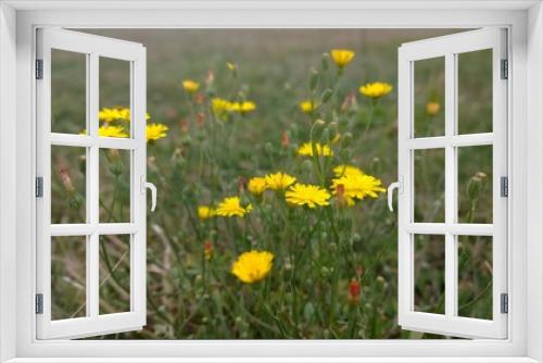 Fototapeta Naklejka Na Ścianę Okno 3D - Pissenlits fleuris 
