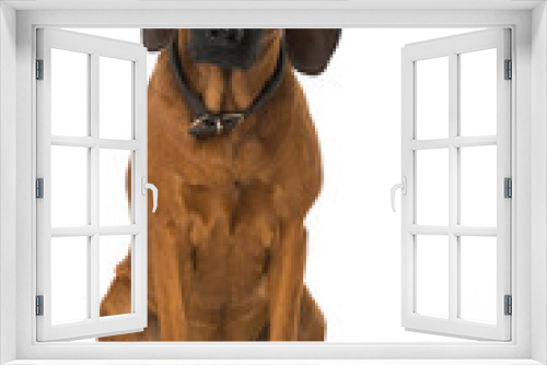 Fototapeta Naklejka Na Ścianę Okno 3D - Bayerischer Gebirgsschweißhund