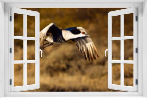 Fototapeta Naklejka Na Ścianę Okno 3D - Sandhill Crane flies over others at Bosque del Apache National Wildlife Refuge