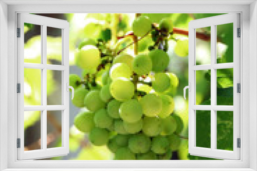 Fototapeta Naklejka Na Ścianę Okno 3D - Grapes with green leaves on vine