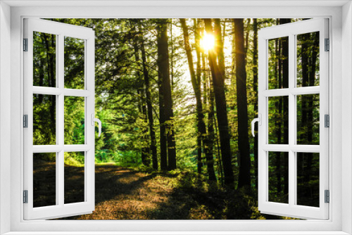Fototapeta Naklejka Na Ścianę Okno 3D - Sonne strahlt durch Laubwald