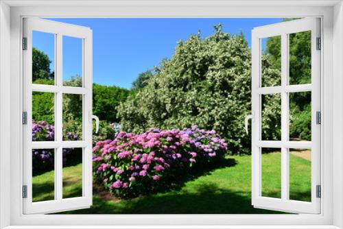 Fototapeta Naklejka Na Ścianę Okno 3D - Shrub borders of Hydrangea in an English country garden in August.