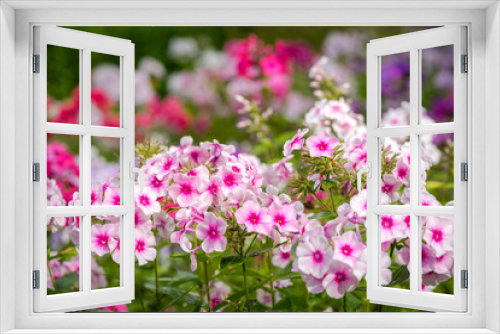 Fototapeta Naklejka Na Ścianę Okno 3D - Phlox paniculata (Garden phlox) in bloom
