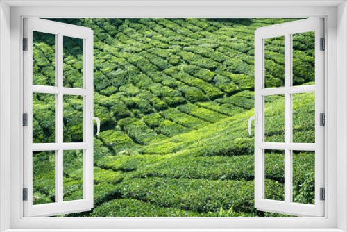 Fototapeta Naklejka Na Ścianę Okno 3D - Tea plantation Cameron highlands, Malaysia