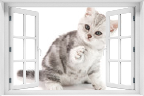 Fototapeta Naklejka Na Ścianę Okno 3D - Cute American Shorthair kitten catching on white background