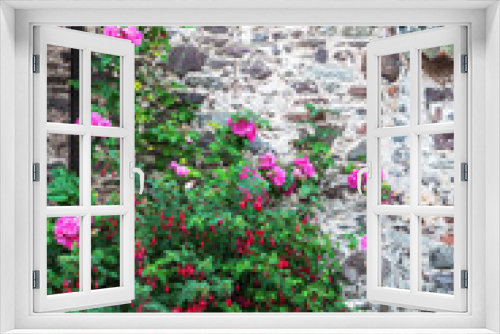 Fototapeta Naklejka Na Ścianę Okno 3D - Kletterrose vor der Steinwand eines alten Cottages