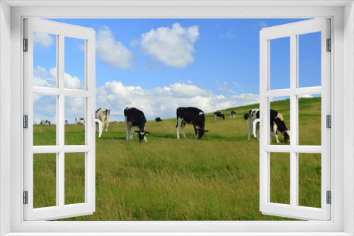 Fototapeta Naklejka Na Ścianę Okno 3D - cows grazing