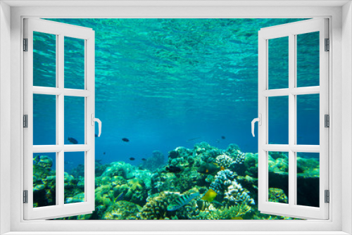 Fototapeta Naklejka Na Ścianę Okno 3D - underwater