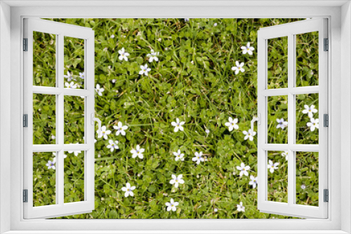 Fototapeta Naklejka Na Ścianę Okno 3D - small white flowers blooming in the grass