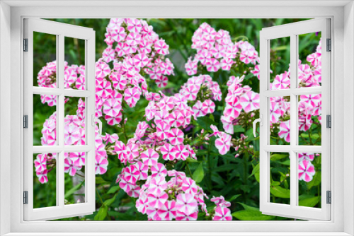 Fototapeta Naklejka Na Ścianę Okno 3D - Peppermint twist phlox in the garden