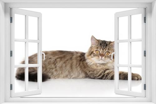 Fototapeta Naklejka Na Ścianę Okno 3D - Lazy Persian cat