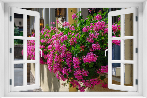 Fototapeta Naklejka Na Ścianę Okno 3D - Beautiful pink flowers pelargonium hang-downing in macro