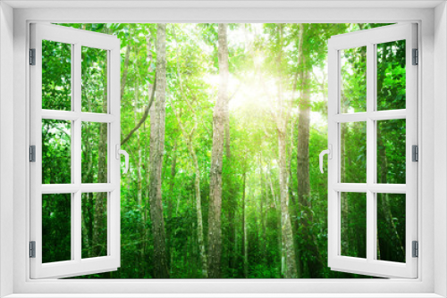 Fototapeta Naklejka Na Ścianę Okno 3D - Green tree in forest