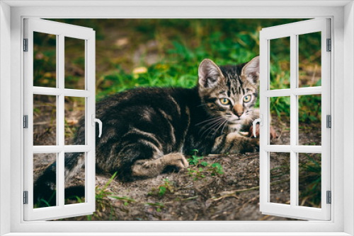 Fototapeta Naklejka Na Ścianę Okno 3D - Playful Cute Tabby Gray Cat Kitten Pussycat Sitting In Grass Out