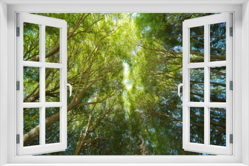 Fototapeta Naklejka Na Ścianę Okno 3D - Light on treetops