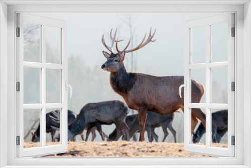 Fototapeta Naklejka Na Ścianę Okno 3D - Red Deer Stag and Herd 