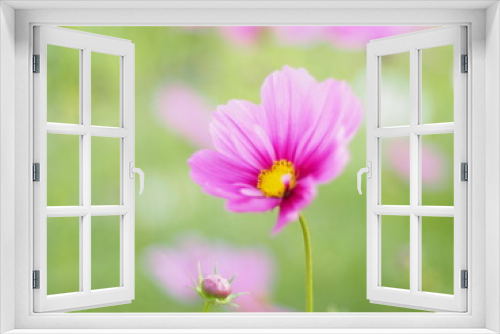 Fototapeta Naklejka Na Ścianę Okno 3D - blossoms