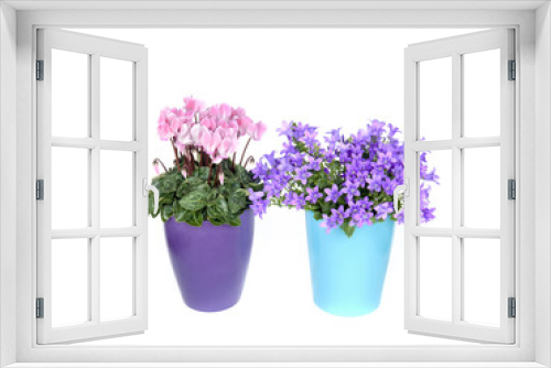 Fototapeta Naklejka Na Ścianę Okno 3D - Pink cyclamen and bluebells in a flower pot 