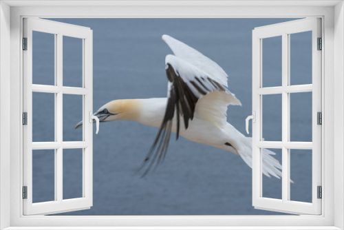 Fototapeta Naklejka Na Ścianę Okno 3D - Northern gannet (Morus bassanus), Helgoland island ,Germany