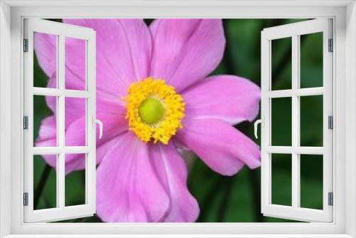 Fototapeta Naklejka Na Ścianę Okno 3D - Anemone japonica 