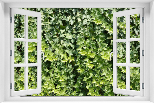 Fototapeta Naklejka Na Ścianę Okno 3D - Green ivy Hedera with glossy leaves 