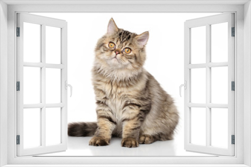 Fototapeta Naklejka Na Ścianę Okno 3D - Persian shorthair cat