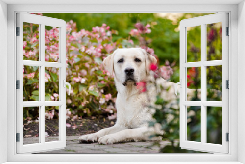 Fototapeta Naklejka Na Ścianę Okno 3D - labrador dog lying down outdoors 