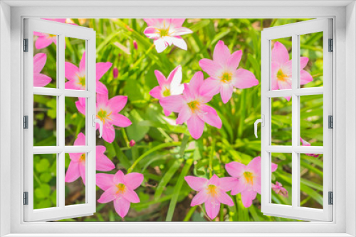 Fototapeta Naklejka Na Ścianę Okno 3D - pink flower