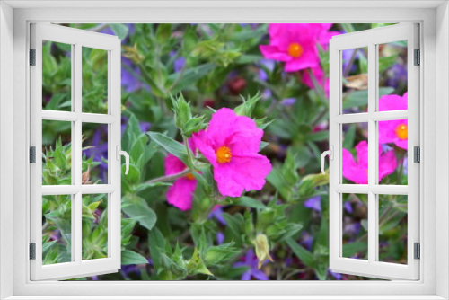 Fototapeta Naklejka Na Ścianę Okno 3D - Pink cistus
