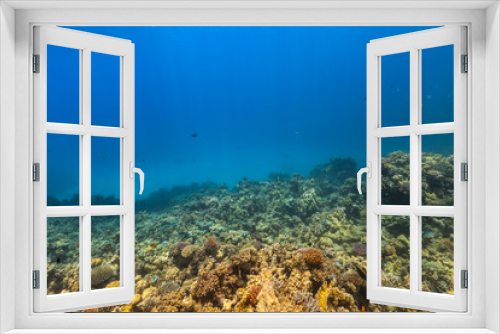 Fototapeta Naklejka Na Ścianę Okno 3D - Underwater coral reef