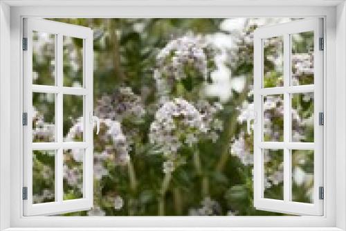 Fototapeta Naklejka Na Ścianę Okno 3D - Thyme, flowering