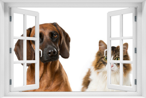 Fototapeta Naklejka Na Ścianę Okno 3D - Hund und Katze