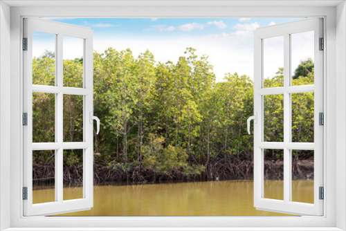 Fototapeta Naklejka Na Ścianę Okno 3D - Mangrove forest