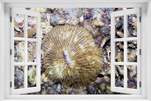 Fototapeta Naklejka Na Ścianę Okno 3D - dead coral,  Bali,Nusa Penida, Indonesia