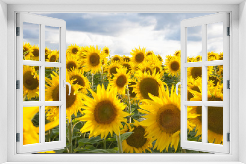 Fototapeta Naklejka Na Ścianę Okno 3D - Sunflower