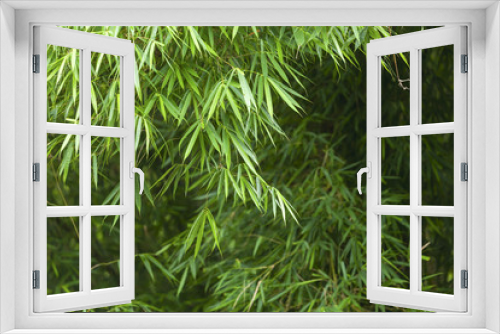 Fototapeta Naklejka Na Ścianę Okno 3D - Bamboo forest