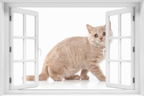 Fototapeta Naklejka Na Ścianę Okno 3D - Cat. Small red cream british kitten on white background