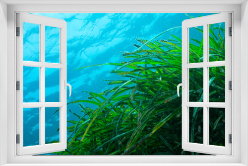 Fototapeta Naklejka Na Ścianę Okno 3D - Neptune Grass field, Mediterranean Tapeweed, Posidonia oceanica, Cabo Cope-Puntas del Calnegre Natural Park, Mediterranean Sea,  Region de Murcia, Murcia, Spain, Europe