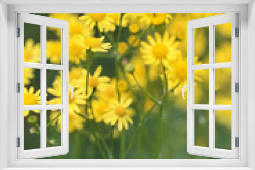 Fototapeta Naklejka Na Ścianę Okno 3D - Yellow flowers - nature background