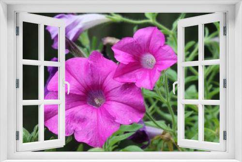 Fototapeta Naklejka Na Ścianę Okno 3D - Petunia - Surfinia