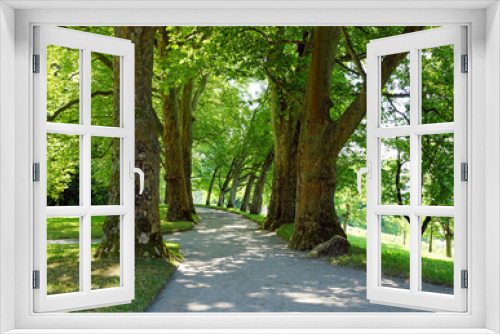 Fototapeta Naklejka Na Ścianę Okno 3D - Bäume im Park mit Weg
